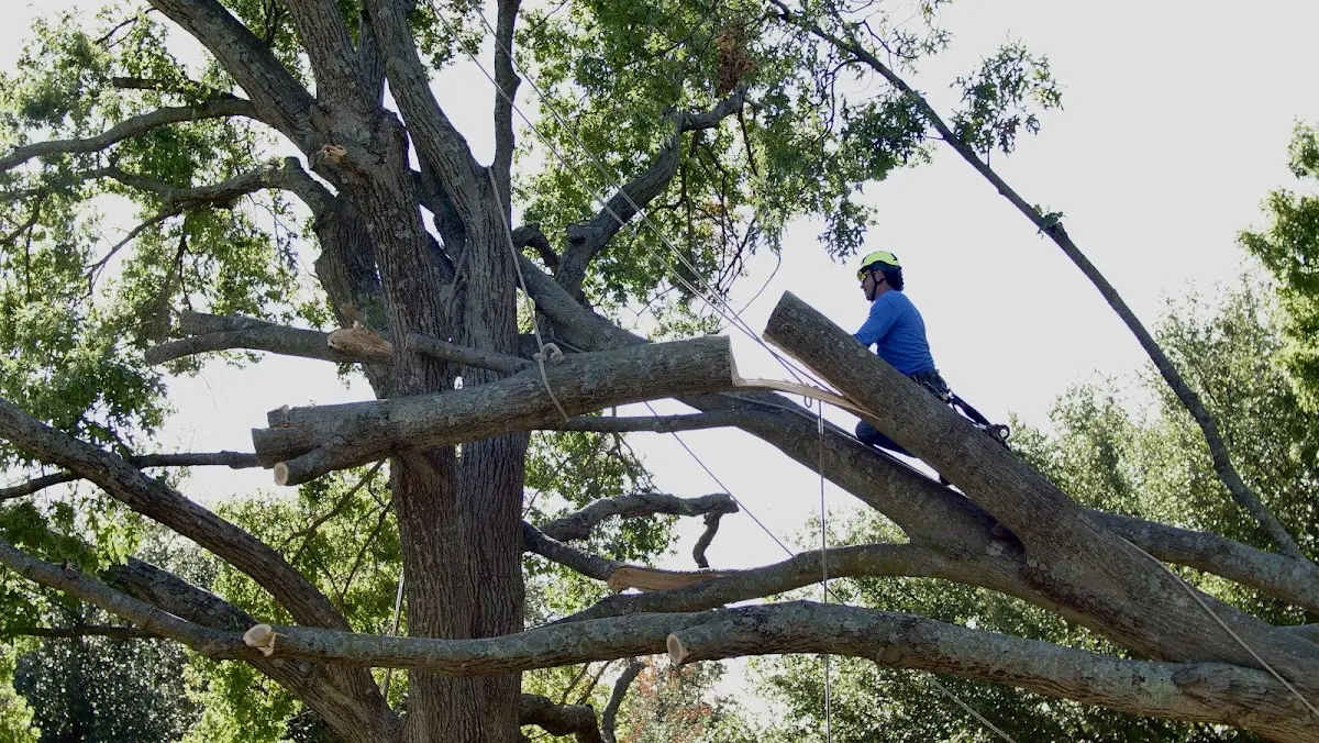 Professional Crown Thinning performed by certified arborists in Troutville