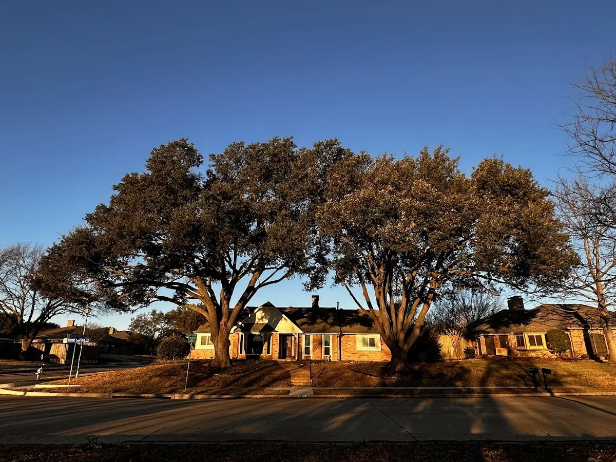 Established residential canopy tree shading a home in Troutville